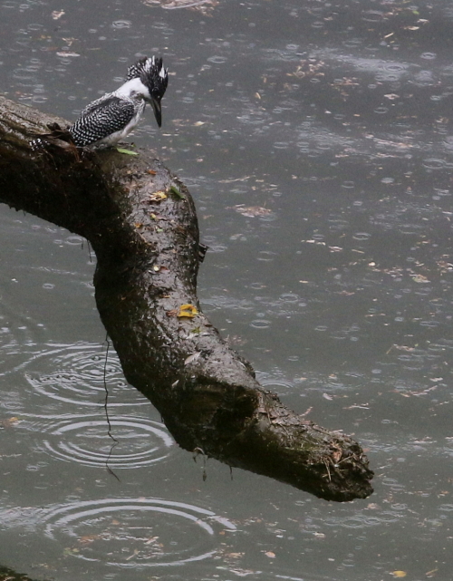 ヤマセミ幼鳥_d0262476_1675080.jpg