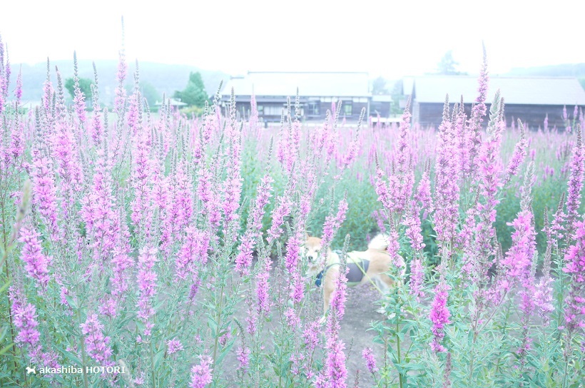 f0150377_13395605.jpg
