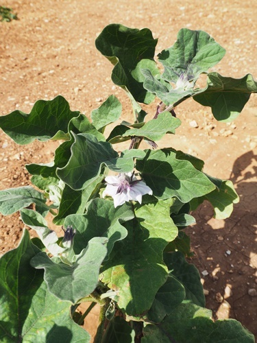 我が家の菜園日記 no.21 全くダメダメだった今年の夏野菜_e0335287_17065085.jpg