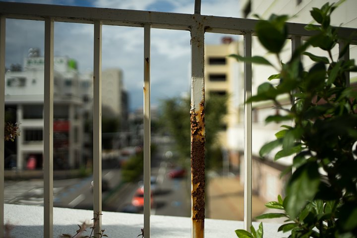 猫と光蜥蜴に戯れる午後_d0353489_147275.jpg