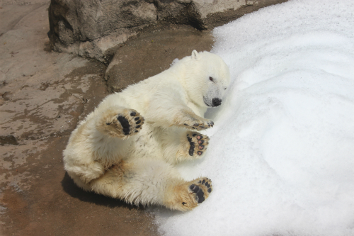 王子動物園　cuteなミユキちゃん_f0297893_17121496.jpg