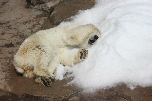 王子動物園　cuteなミユキちゃん_f0297893_17122809.jpg