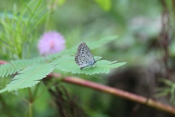 おじぎそう開花　最後の桔梗_e0354596_12222978.jpg