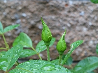 e0289203_16422602.jpg