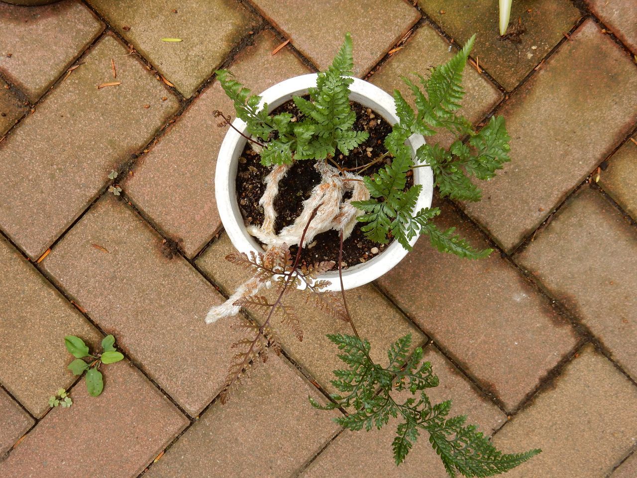 室内の植物を外に出してシャワー_c0025115_21070961.jpg