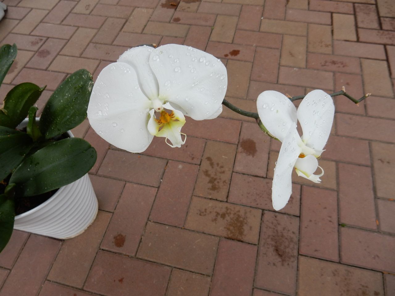 室内の植物を外に出してシャワー_c0025115_21071612.jpg