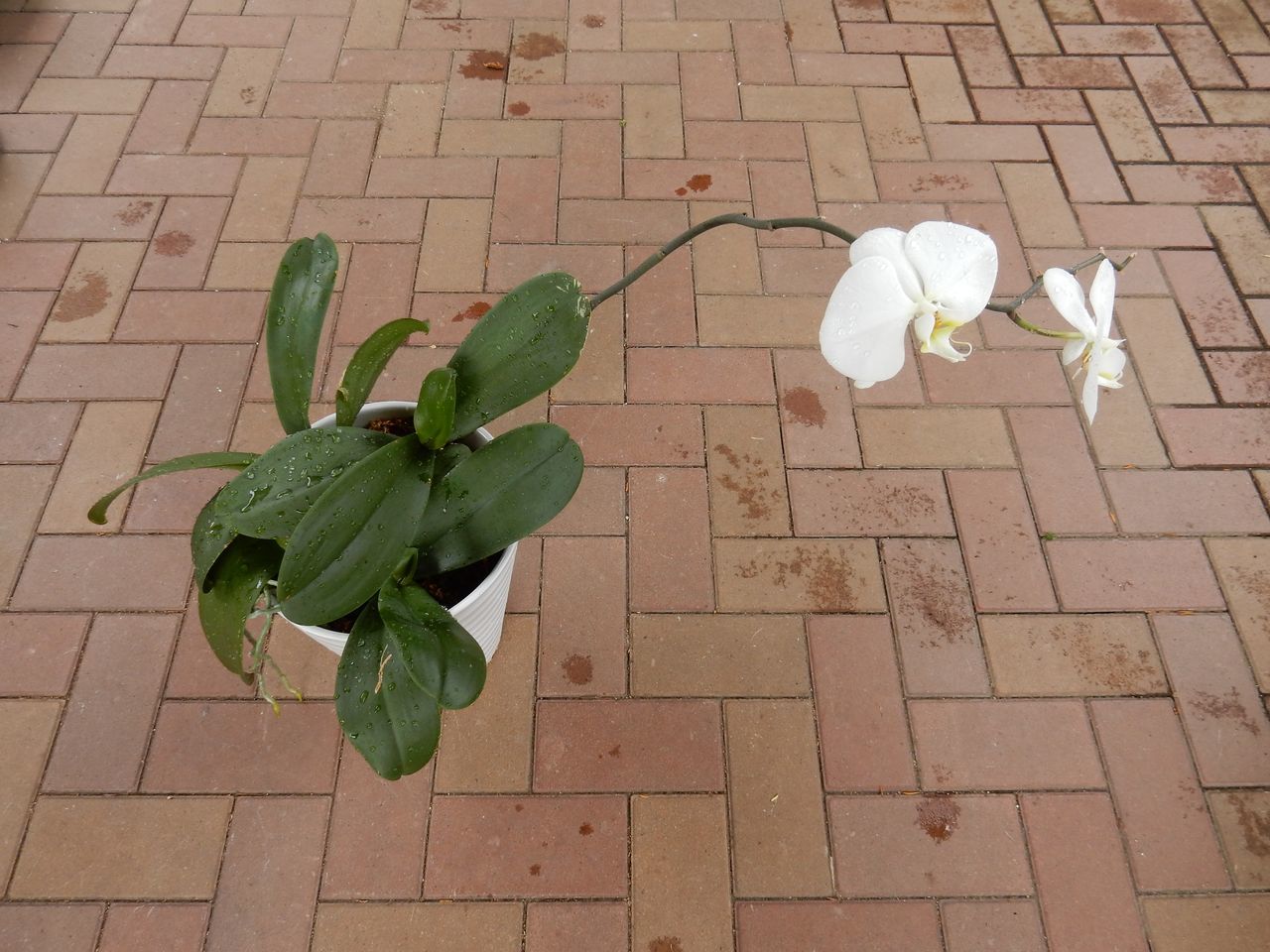 室内の植物を外に出してシャワー_c0025115_21072739.jpg
