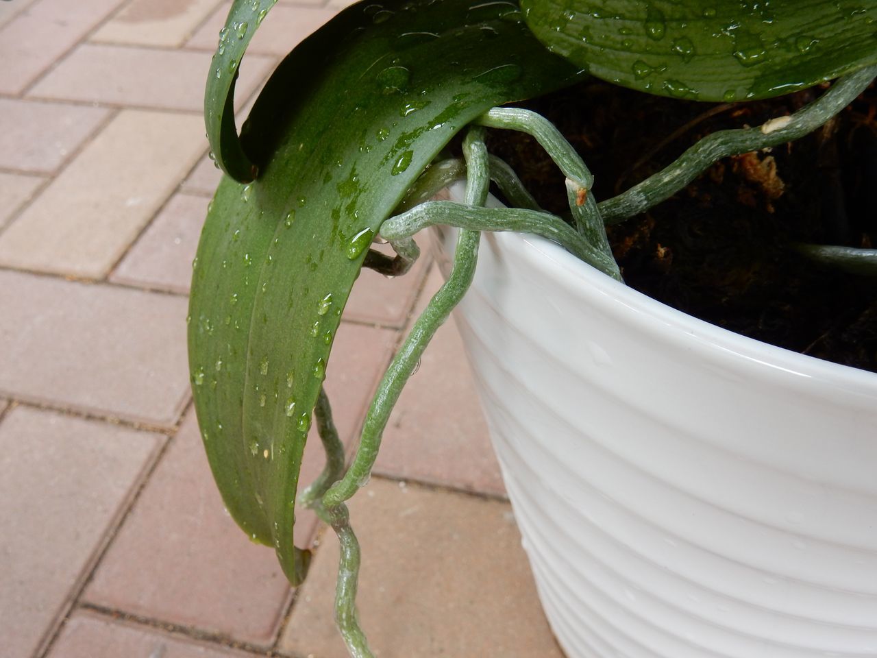 室内の植物を外に出してシャワー_c0025115_21074324.jpg