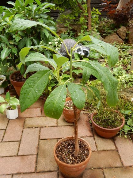 室内の植物を外に出してシャワー_c0025115_21075177.jpg