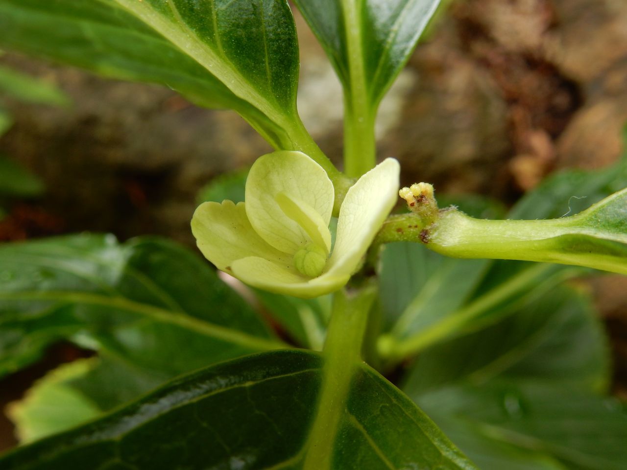 室内の植物を外に出してシャワー_c0025115_21075543.jpg