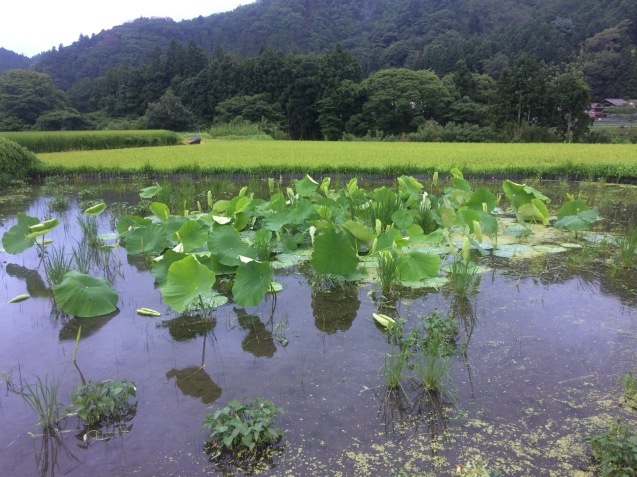 台風去って…_c0338018_15220893.jpg