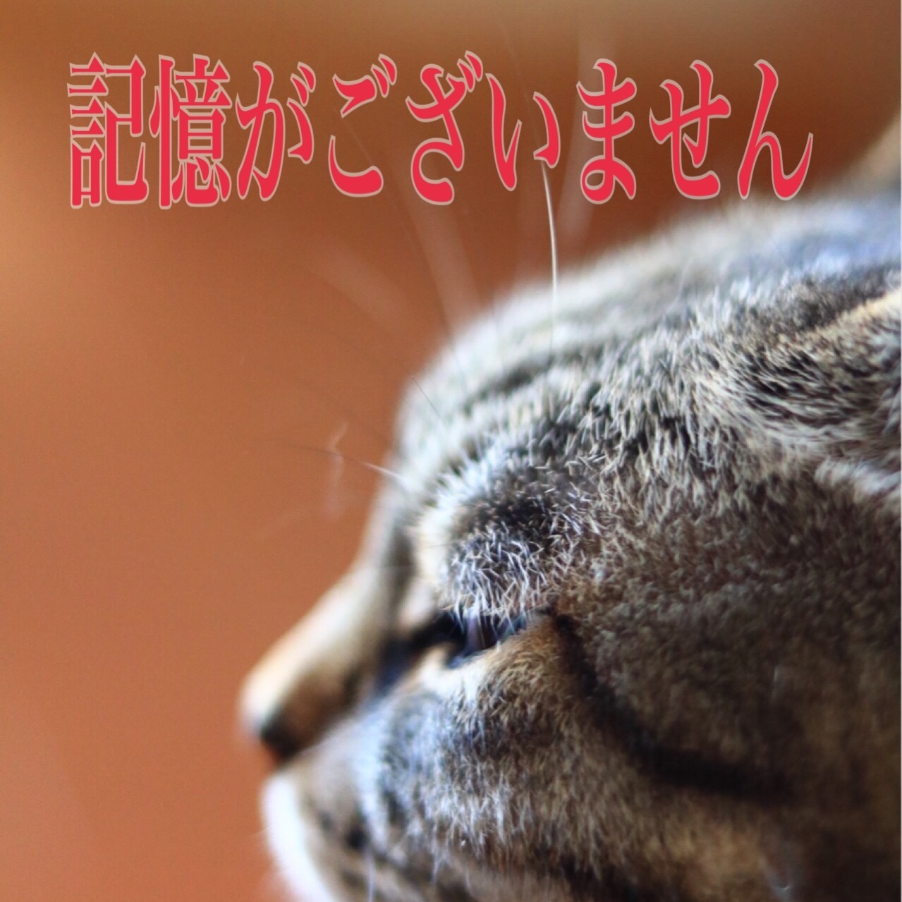 にゃんこ劇場「猫は忘れっぽい」_c0366722_10013723.jpg