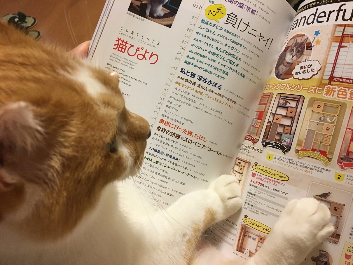 チラ見せ「猫びより」さん_a0099131_00363929.jpg