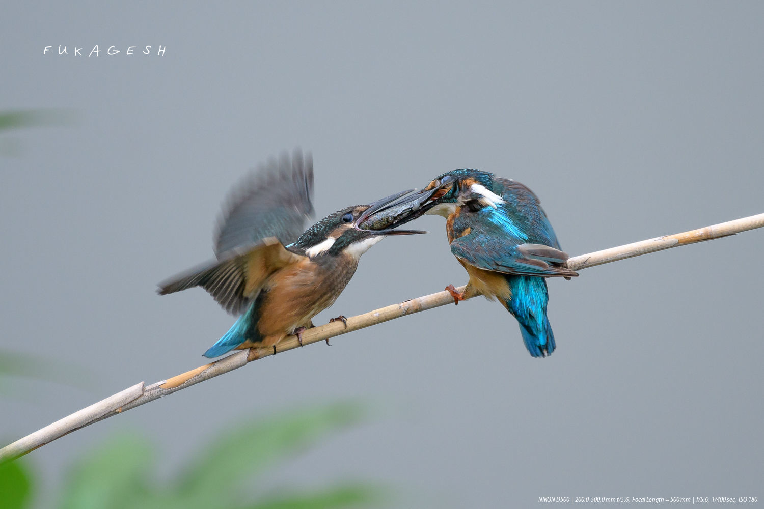 カワセミ～家族でバンザイ_d0292540_19022473.jpg