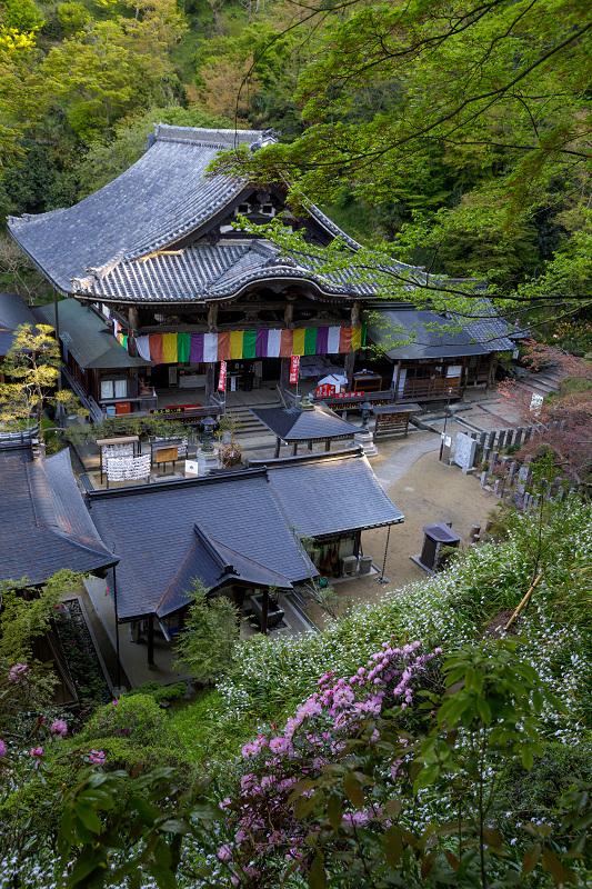 石楠花咲く岡寺（前編）_f0155048_1012723.jpg