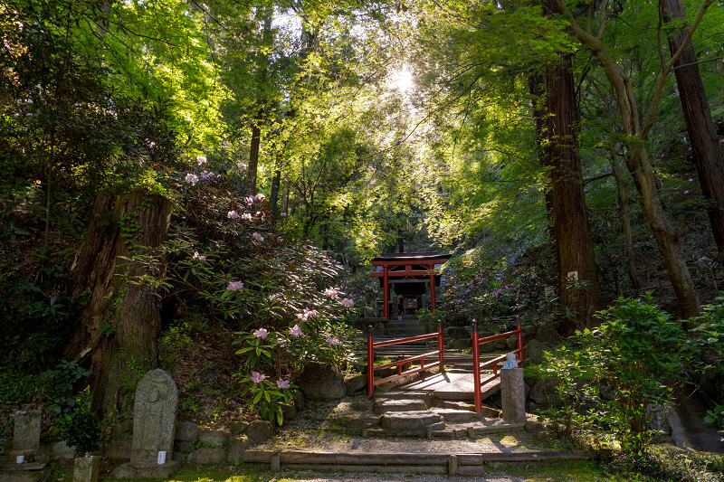 石楠花咲く岡寺（前編）_f0155048_1045512.jpg