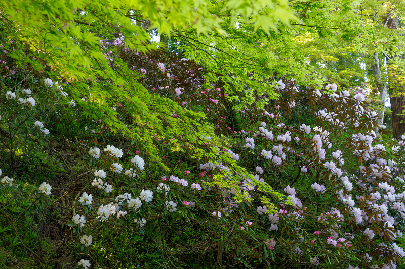 石楠花咲く岡寺（前編）_f0155048_1053642.jpg