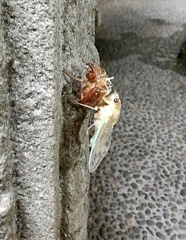蝉_a0061057_1744198.jpg