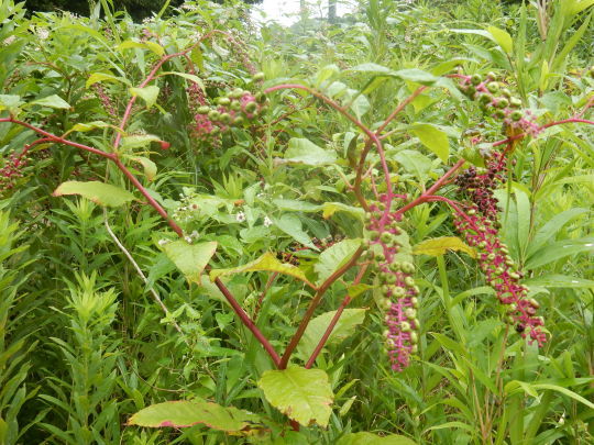 f0060461_13334901.jpg