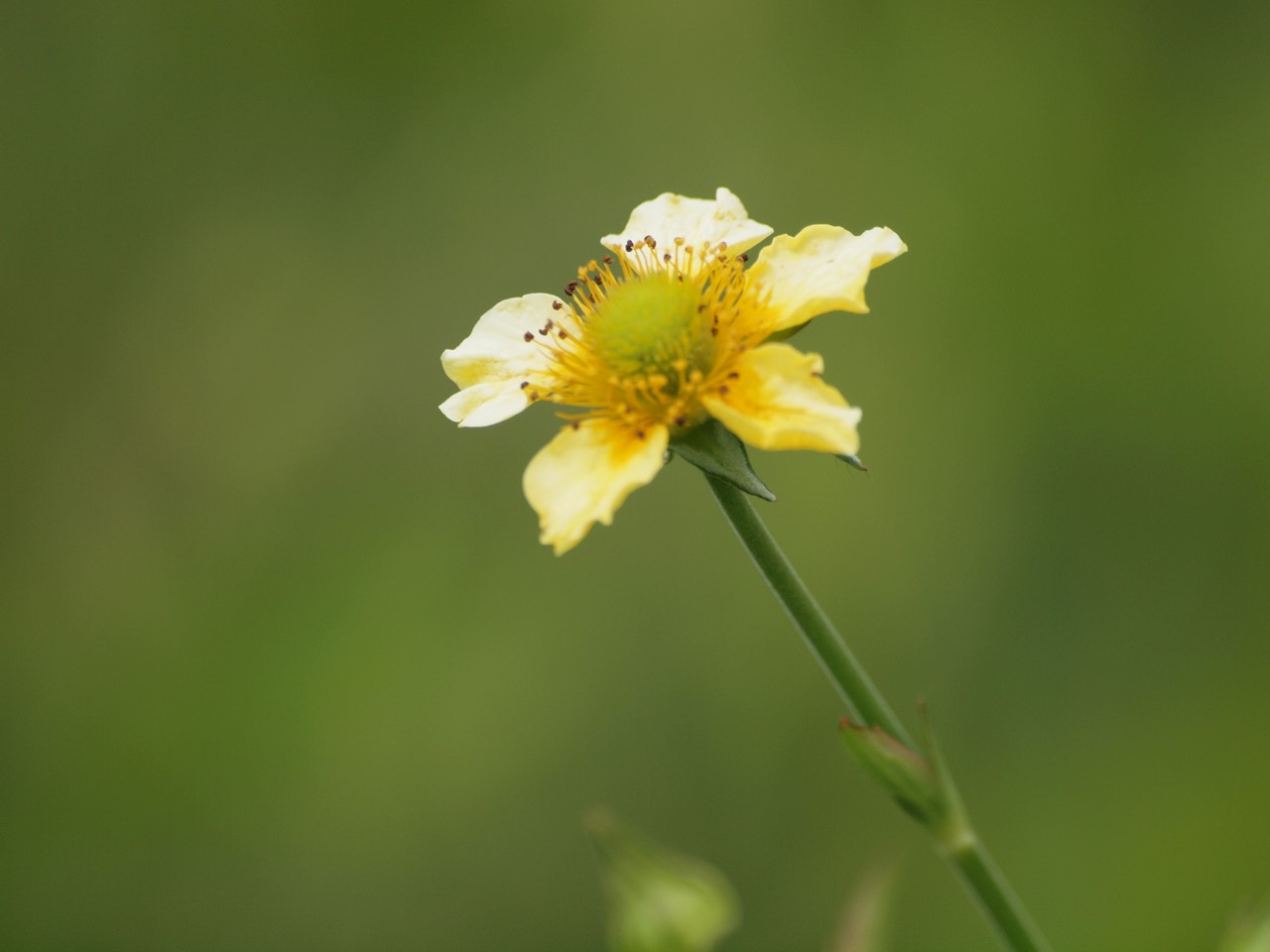 『大根草(ダイコンソウ)や犬薄荷(イヌハッカ)や胡草(エビスグサ)等の花･････』_d0054276_19401028.jpg