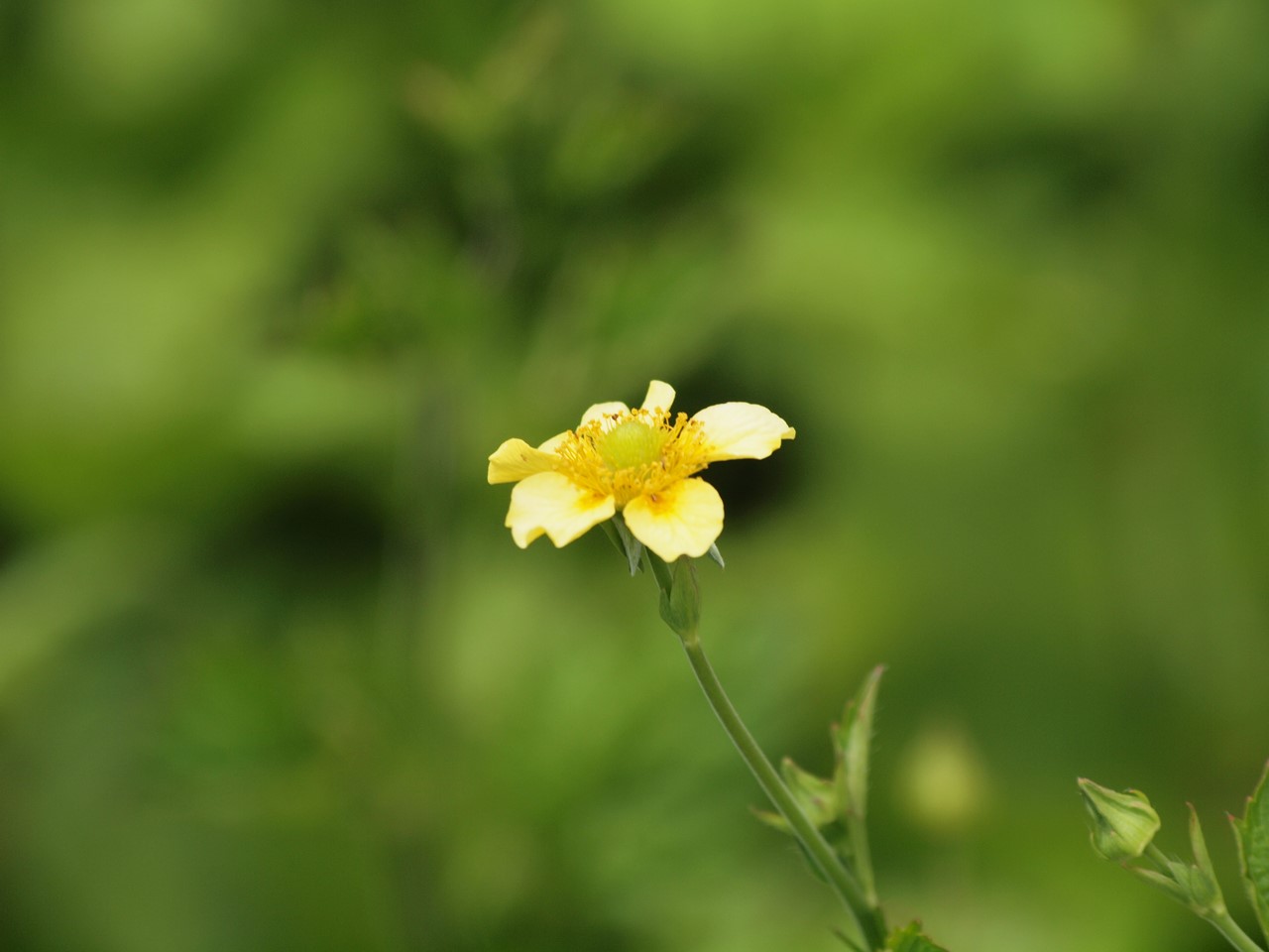 『大根草(ダイコンソウ)や犬薄荷(イヌハッカ)や胡草(エビスグサ)等の花･････』_d0054276_19402490.jpg