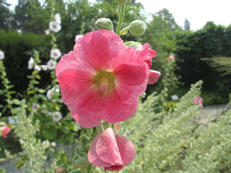 UBC植物園に行きました　２_a0172884_13032987.jpg