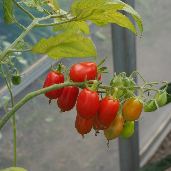鉢植えの野菜たち_a0292194_166292.jpg