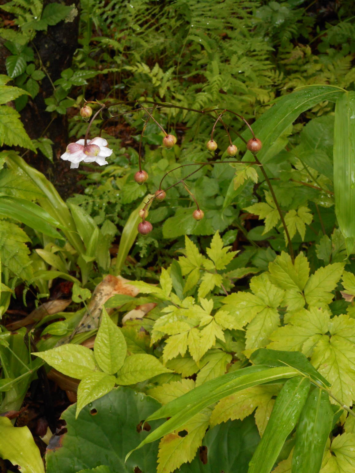 f0075595_19454284.jpg