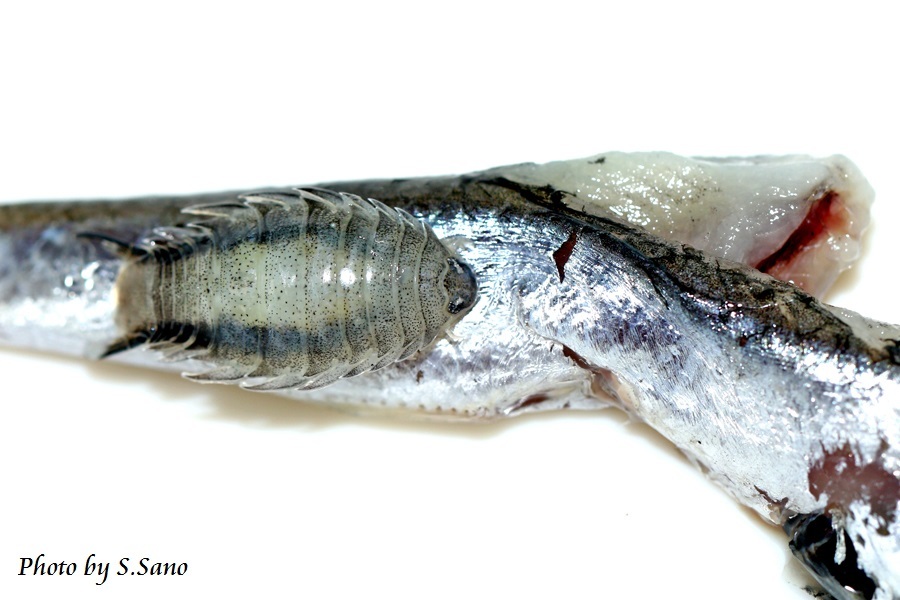 イワシノコバン 海を歩くゲンゴロウ