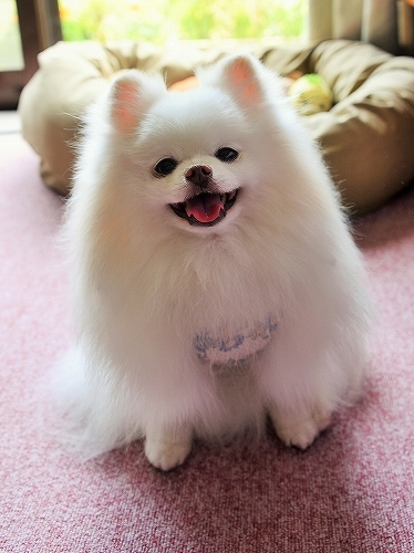 復帰しました_d0360206_00182299.jpg