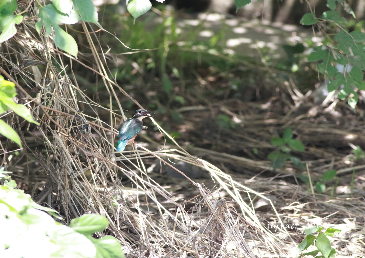 お目見えホヤホヤのカワセミっ子(*^^*)_a0355908_13340331.jpg