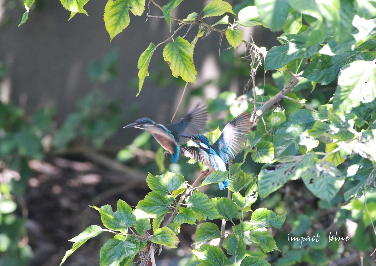 お目見えホヤホヤのカワセミっ子(*^^*)_a0355908_13340856.jpg