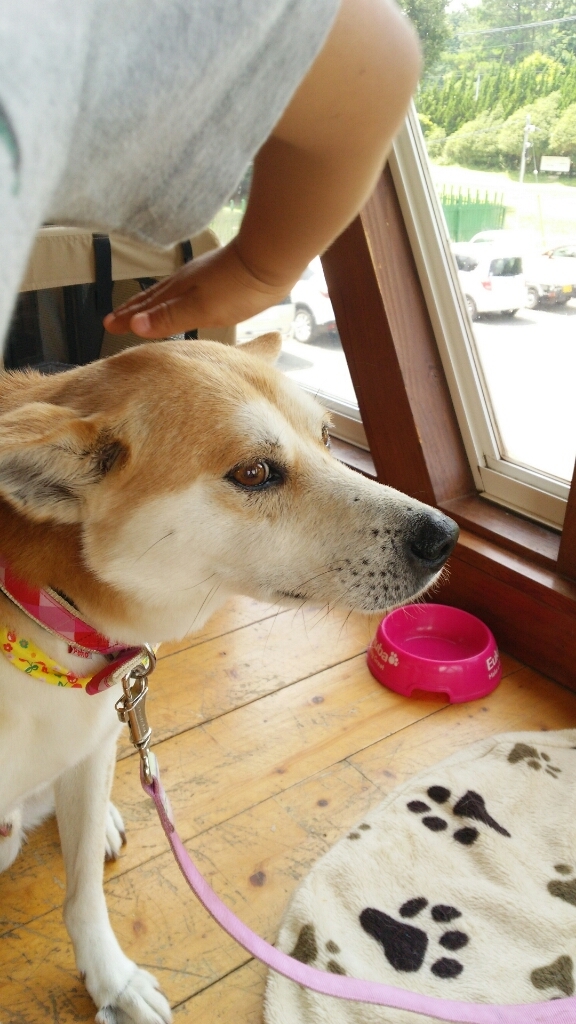 犬が来た！～保護犬を家族に迎える～_c0016208_17073086.jpg