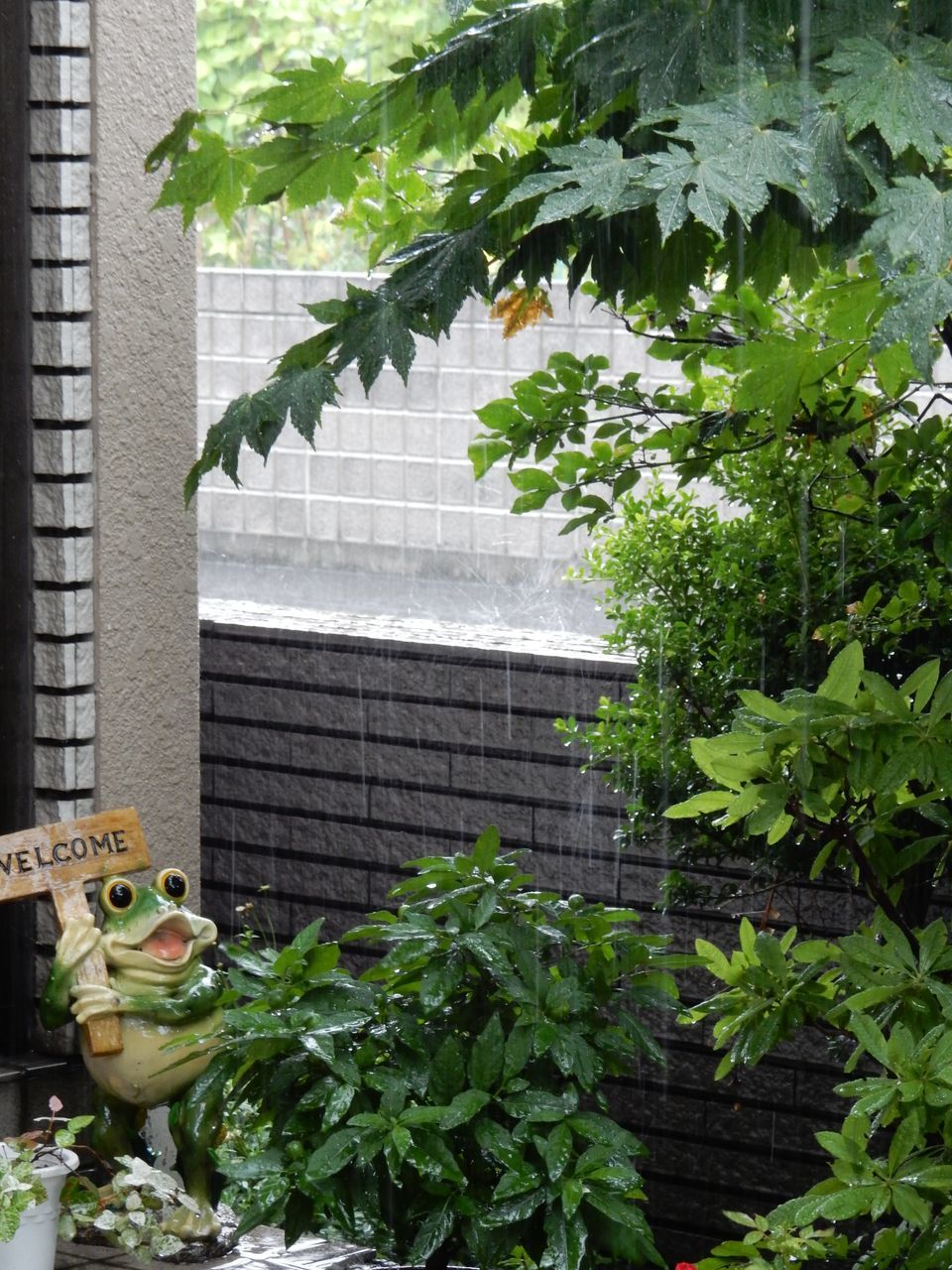 いきなり秋になりました_c0025115_21311795.jpg