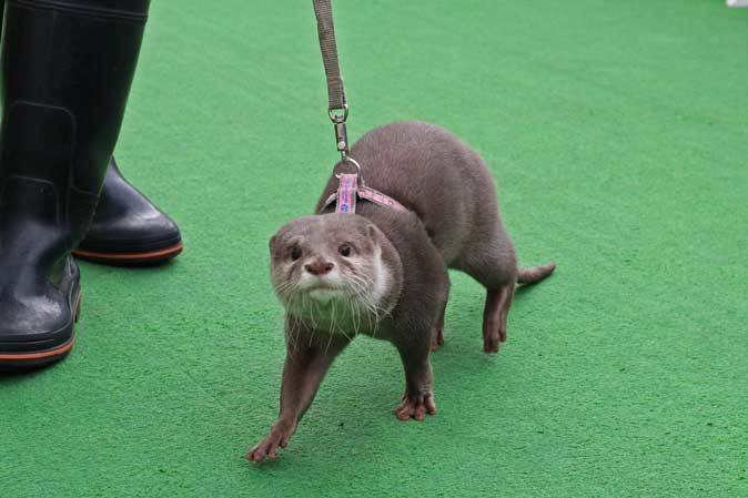 カワウソとことこグリーティング（サンシャイン水族館）_b0355317_11160913.jpg