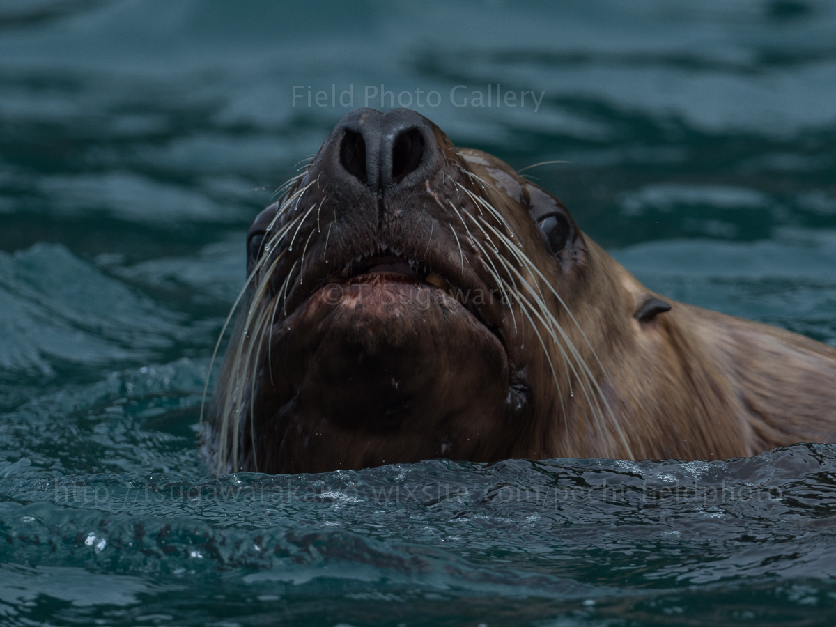 海馬。とど。トド。　Stellar Sea Lions in Alaska_c0001429_13355783.jpg