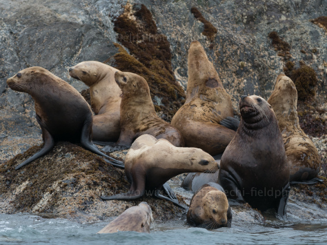 海馬。とど。トド。　Stellar Sea Lions in Alaska_c0001429_13364932.jpg