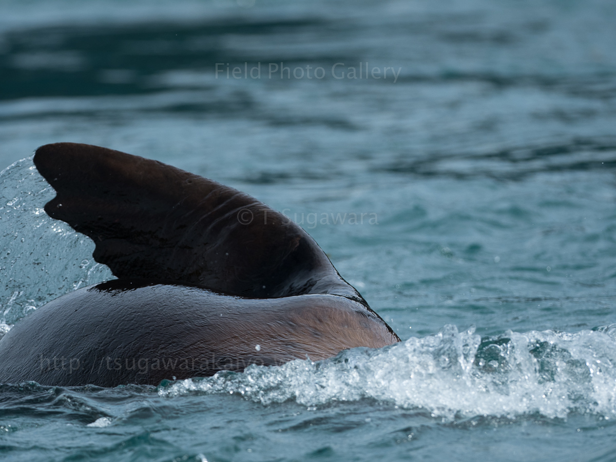 海馬。とど。トド。　Stellar Sea Lions in Alaska_c0001429_13415811.jpg