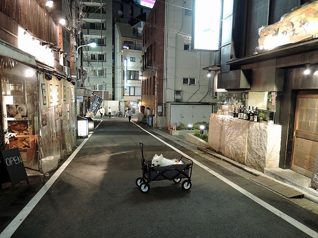本日も営業中_c0062832_10011855.jpg