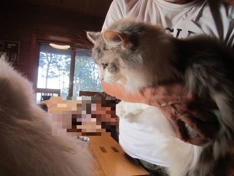 どうしてサモエドがいるの?_b0177436_00381502.jpg