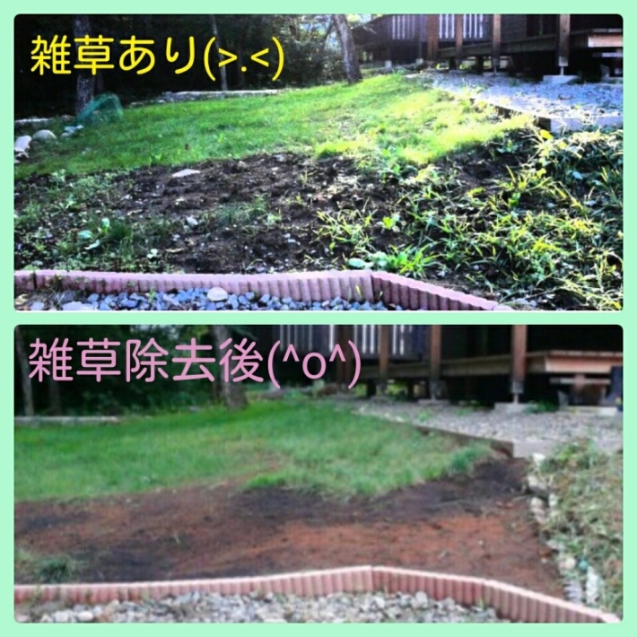 3年目の芝生 種まき拡張記 ピースケさんのお留守ばん 3年目の芝生 種まき拡張記 ピースケさんのお留守ばん