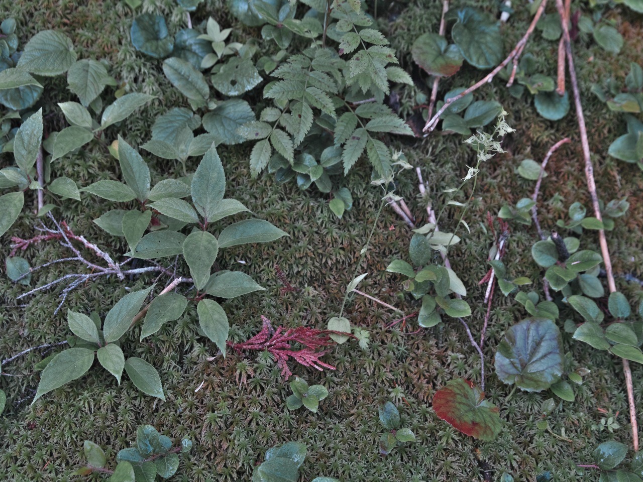 c0008948_1514675.jpg