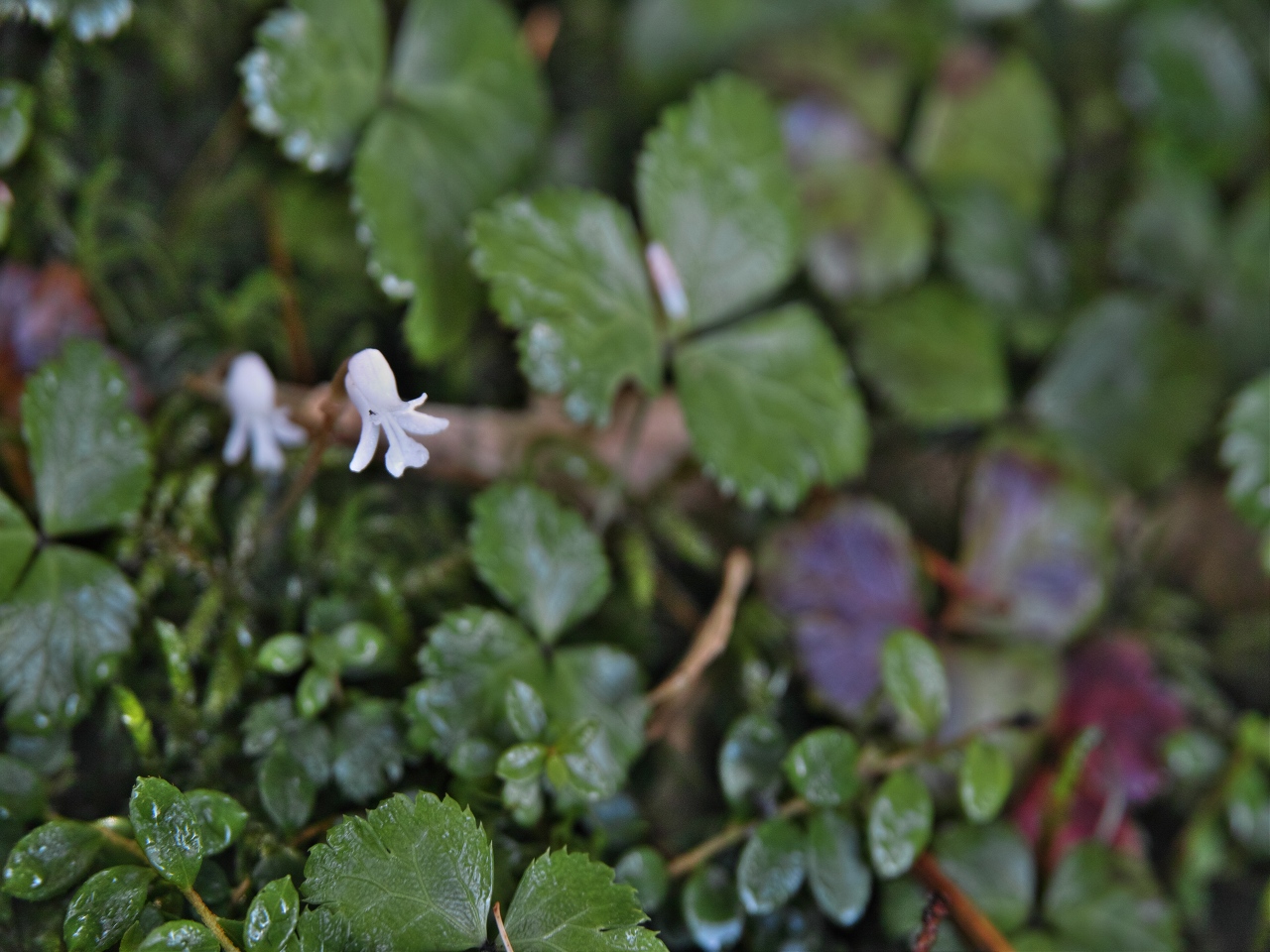 薬師岳の花１_c0008948_1515030.jpg