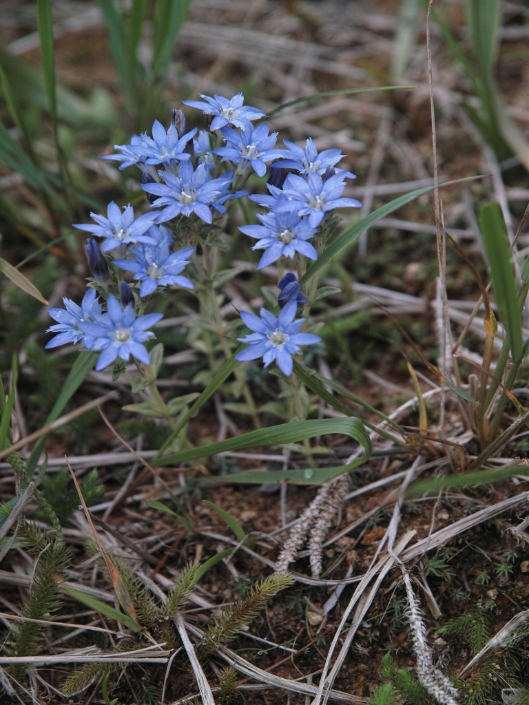 薬師岳の花１_c0008948_1711021.jpg