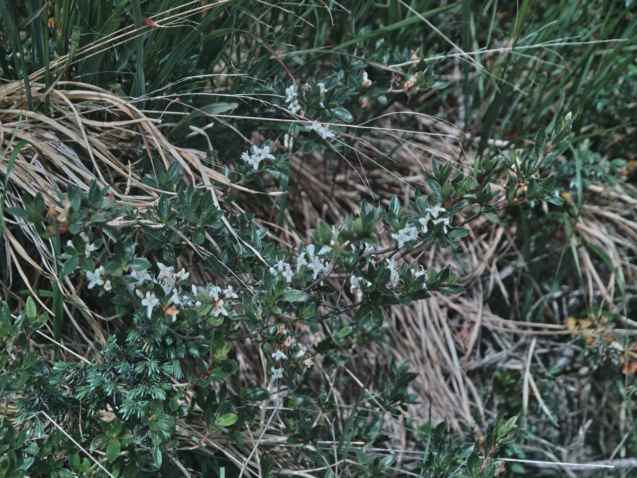 薬師岳の花１_c0008948_1721497.jpg