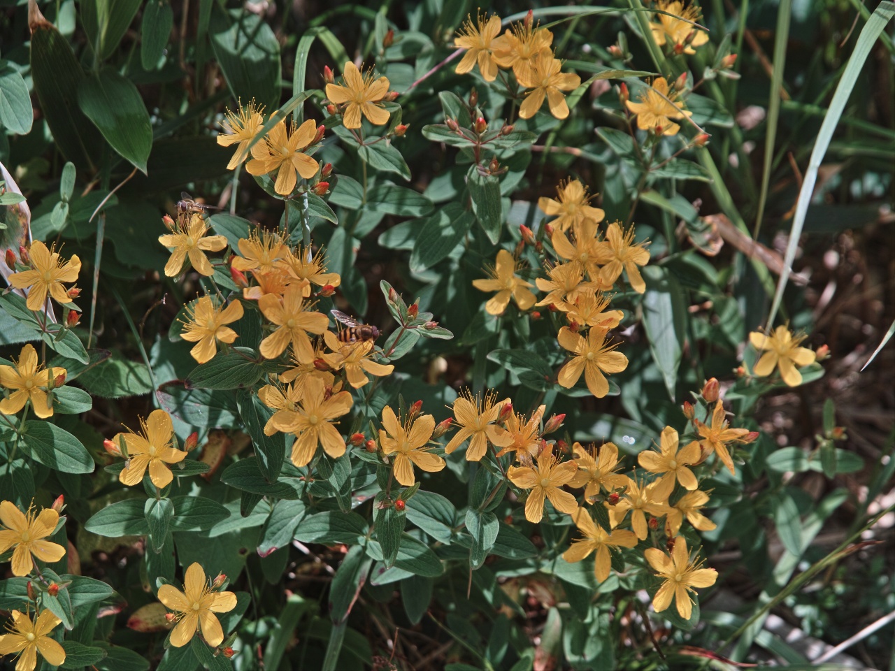 薬師岳の花１_c0008948_20213142.jpg