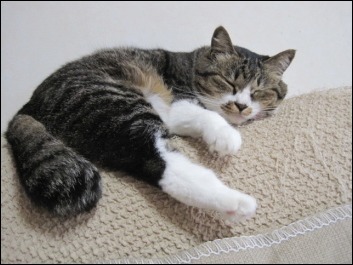 お盆なので _b0300759_08265920.jpeg