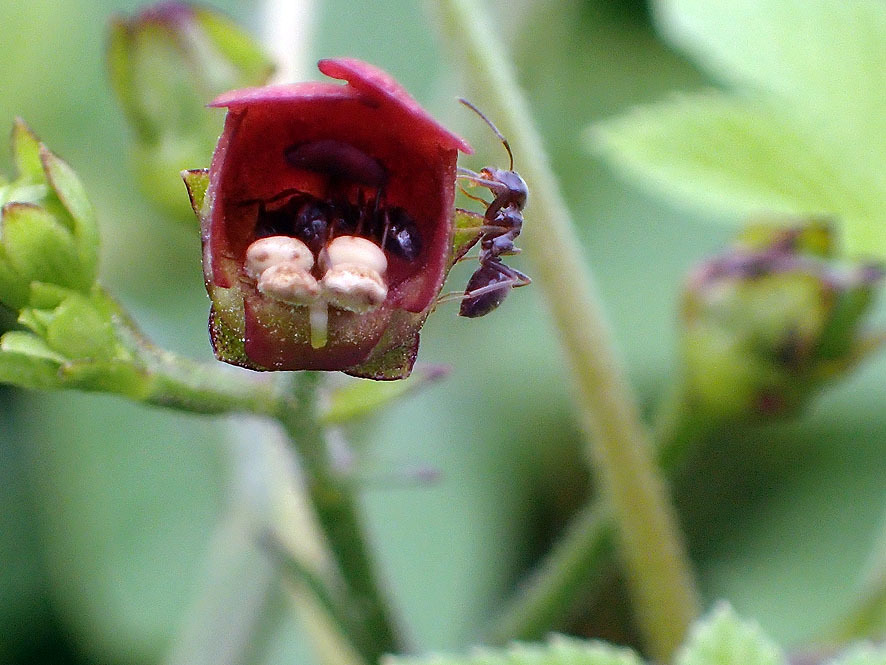 マルコ（湿地）の花々_f0131669_20122771.jpg