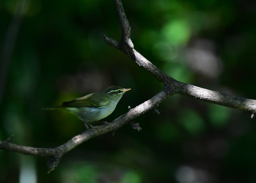 水場の鳥さん センダイムシクイ ヤマガラ ヒガラその他_f0053272_12451246.jpg