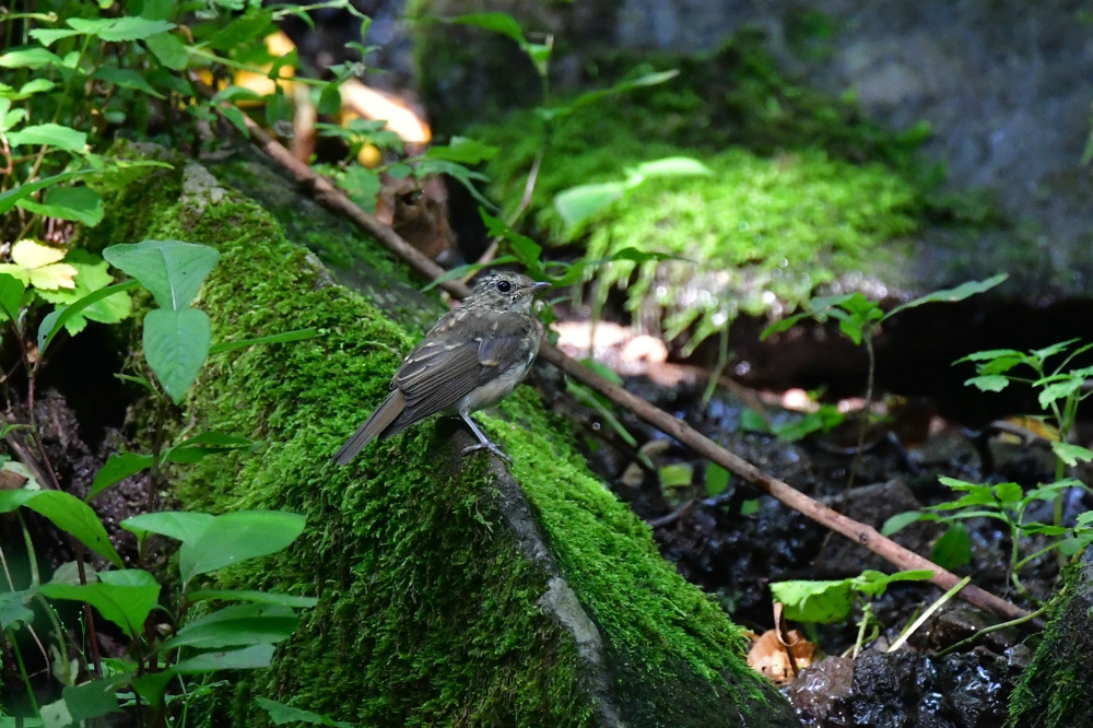 水場の鳥さん センダイムシクイ ヤマガラ ヒガラその他_f0053272_12454994.jpg